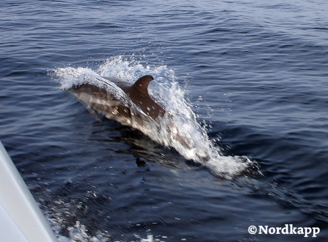 Delfines junto al barco